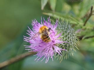 Carder Bee? | All seen on a Sunday afternoon towpath stroll … | Flickr