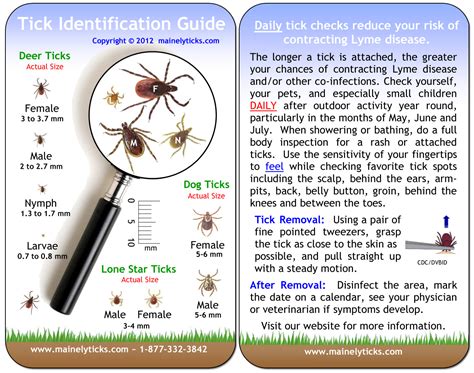 Michigan Tick Identification Chart