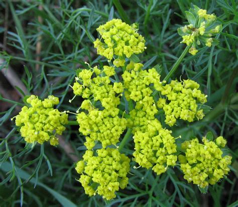 Fennel Flower