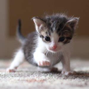 Home - Kitten Korner Rescue, Inc.