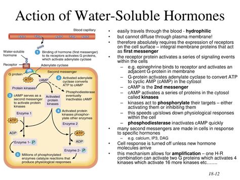 PPT - The Endocrine System PowerPoint Presentation, free download - ID:354486