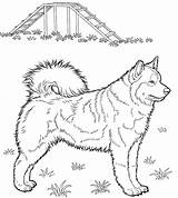 Adorable Husky Coloring Page  Free Printable Pages For Kids sketch template