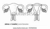 Uterus Coloring Outline Pages sketch template