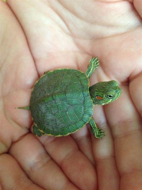 Baby Red Ear Slider Turtle by GalacticGlitter on DeviantArt