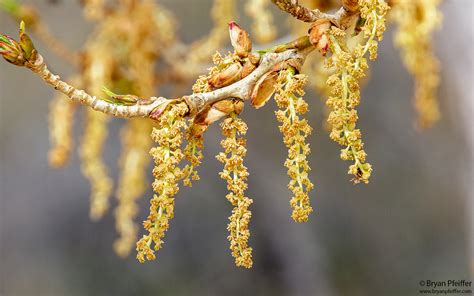 cottonwood-flowers-tx-big-bend-15feb2020 | Bryan Pfeiffer