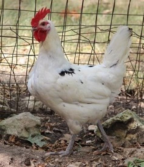 Austra White - White Egg Laying Chickens for Sale | Cackle Hatchery