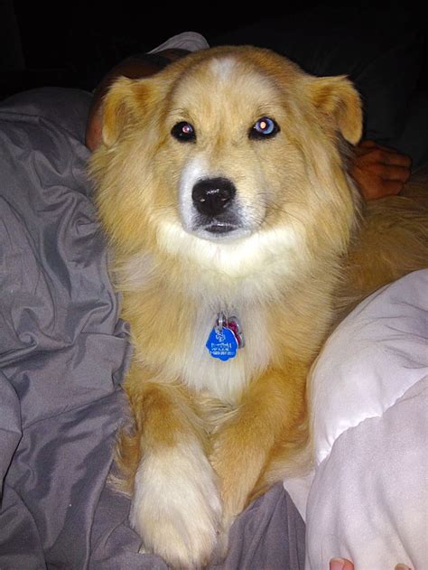 Australian Shepherd/Golden Retriever mix. I love my dog!!! | I love dogs, Retriever mix, Dogs