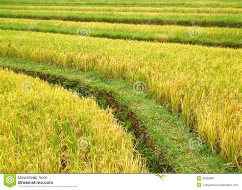 Rice terrace in mountains stock image. Image of irrigation - 30958607