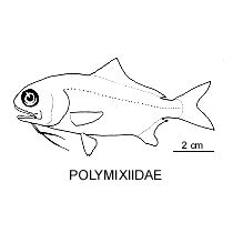 Line drawing of polymixiidae