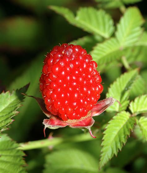 Datei:Rubus illecebrosus - fruit (aka).jpg – Wikipedia