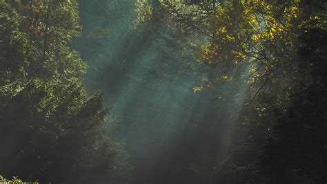 trees, Sunlight, Dark, Nature Wallpapers HD / Desktop and Mobile Backgrounds