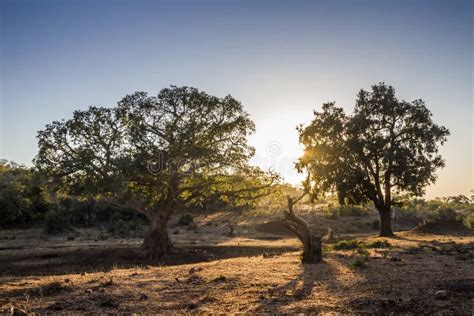 Bushveld Landscape in Kruger National Park, South Africa Stock Photo - Image of horizontal ...