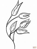 Yeast Coloring Pages Sketch Page sketch template