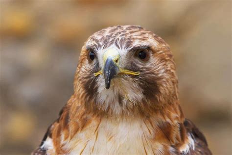 Hawks In Maine: Check Out All Of These 8 Species