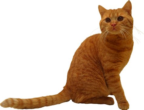 Sitting Cat PNG Image - PurePNG | Free transparent CC0 PNG Image Library