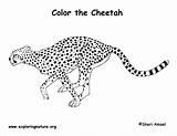 Cheetah Coloring Page Animal Pages coloring  sketch template