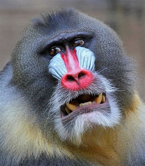 Pinterest | Mandrill, Primates, Monkey king