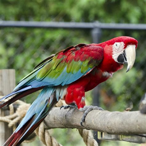 Green Wing Macaw Facts, Pet Care, Housing, Behavior, Pictures