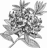 Vintage Rhododendron coloring Page  ColouringPages sketch template