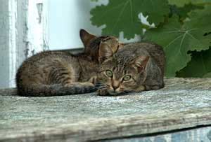 Caring for Cats - Feral cat rescue - Caring for Cats