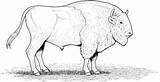 American Bison coloring Page  Free Printable Coloring Pages sketch template