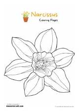 Narcissus Flower Coloring Pages For Kids – Free Printables  Art sketch template