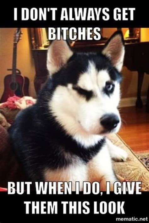 40 Pictures of Cute and Funny Husky Facial Expressions - Tail and Fur