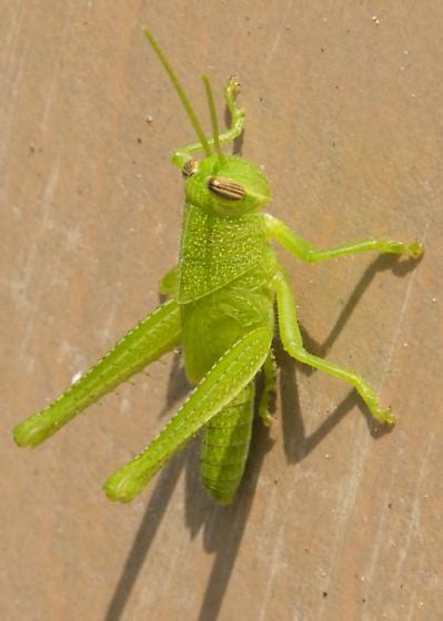 Bright Green Grasshopper - Schistocerca - BugGuide.Net