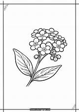 Free Forget Me Not Coloring Pages  Printable PDF Flower Page sketch template