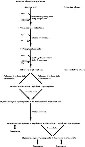 [Figure, Pentose phosphate pathway] - StatPearls - NCBI Bookshelf