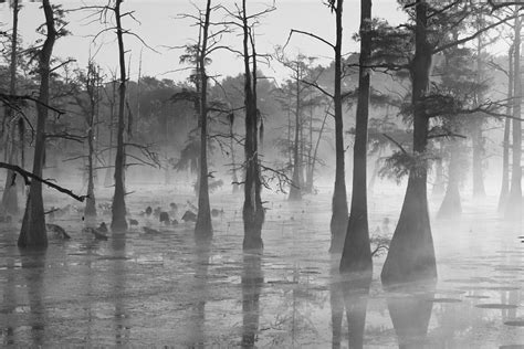 Foggy Swamp Photograph by Dead Cypress Photography - Fine Art America