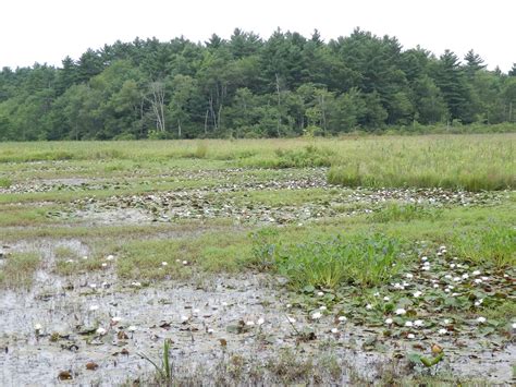 Hike Plymouth and Beyond!: Burrage Pond Wildlife Management Area Hanson/Halifax, MA