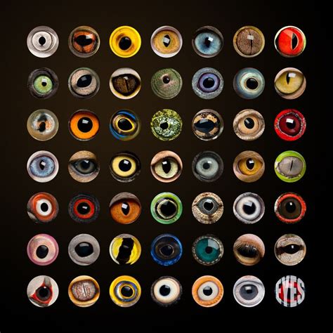 32 Facts About Animal Eyes | Animal consciousness, Fun facts about animals