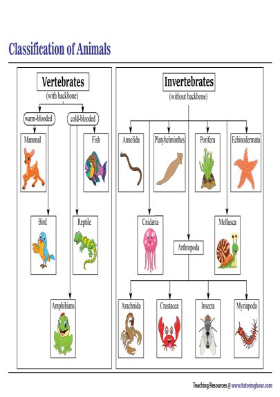 Invertebrates And Vertebrates Chart