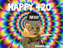 Stoned Cat GIFs - Get the best GIF on GIPHY