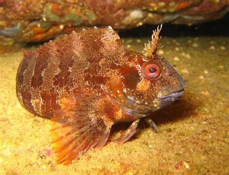 Tompot blenny is one of the larger species and very common on the Costa ...