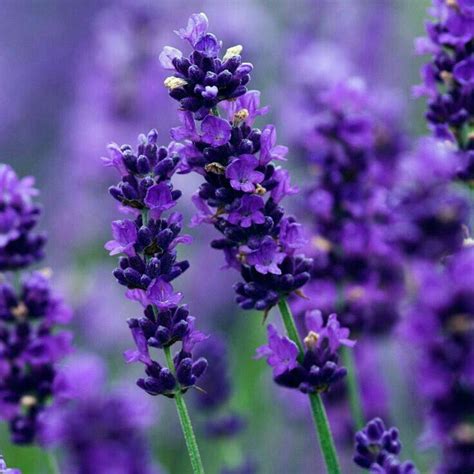 Sweetness › Yoonmin «omegaverse» | Planta de lavanda, Flores de lavanda ...