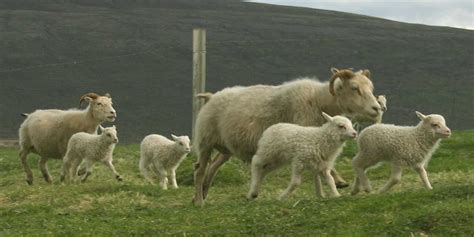 The Icelandic Sheep - Icelandic Times