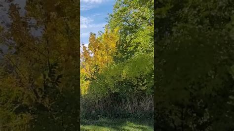 Relaxing view at the park: SWAYING TREES #asmr #nature #wind #windy # ...