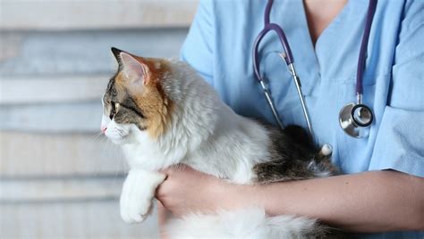 Hyposthenuria In Cats: Symptoms, Causes, & Treatments - CatTime