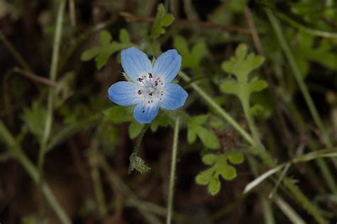 Plant of the Month - Baby Blue Eyes