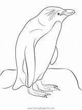 Rock Hopper Penguin Stand Coloring Page For Kids  Free Penguins sketch template