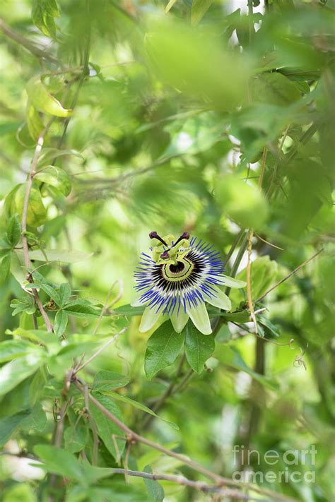 Blue Passion Flower in an English Garden Photograph by Tim Gainey | Fine Art America