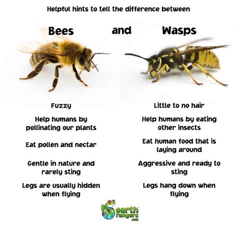 differences between wasp and bees | Bees and wasps, Bee, Wasp