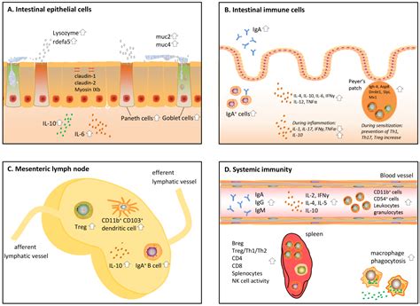 Nutrients | Free Full-Text | Immunomodulatory Protein Hydrolysates and Their Application