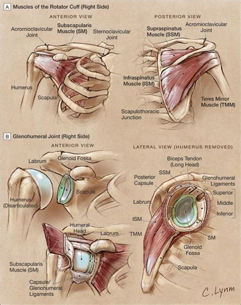 Diagram Of Shoulder Labrum - Human Anatomy for the Artist: The ...