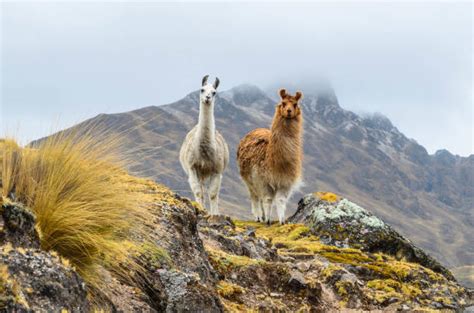 Peru Andes Stock Photos, Pictures & Royalty-Free Images - iStock