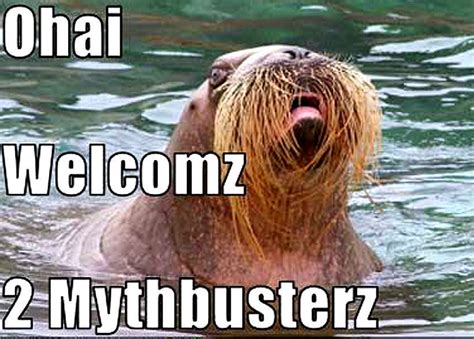 Funny Walrus New Images/Photos 2012 | Funny Animals