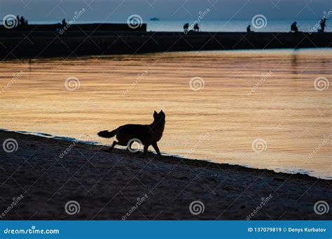 Silhouette of dog running stock image. Image of leisure - 137079819