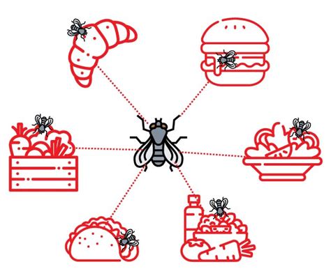 Flies contaminating food - deBugged